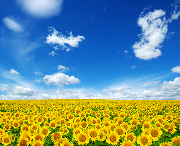Sunflower sky clouds Sunflower sky clouds
